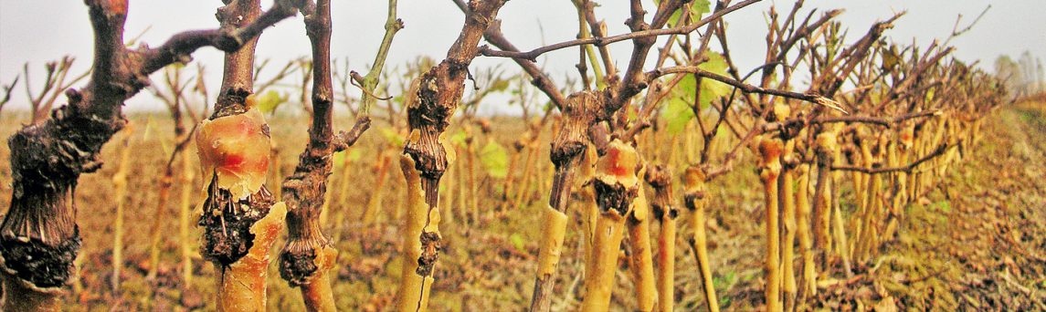 Klemmbandroder für Obstbäume